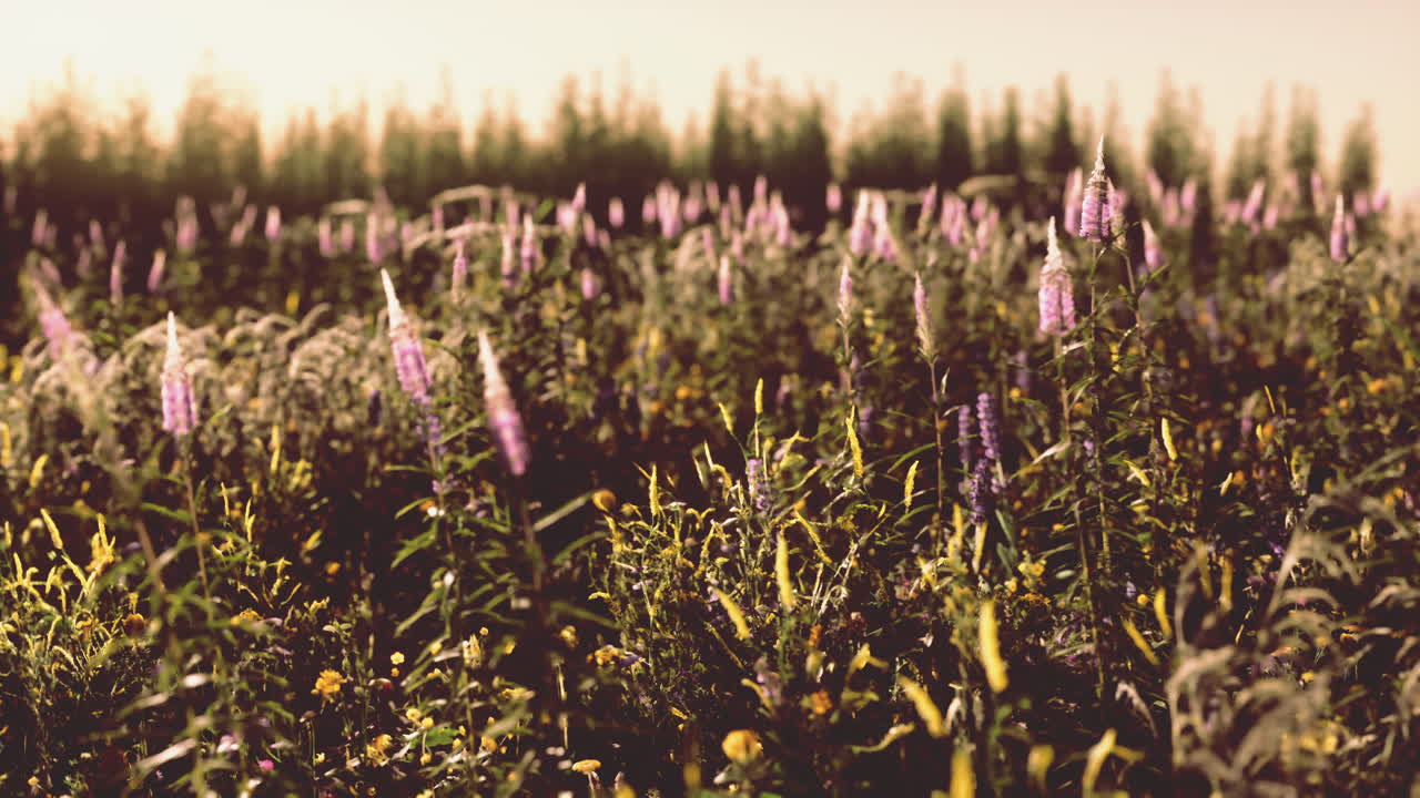 prado de primavera con flores en la puesta de sol