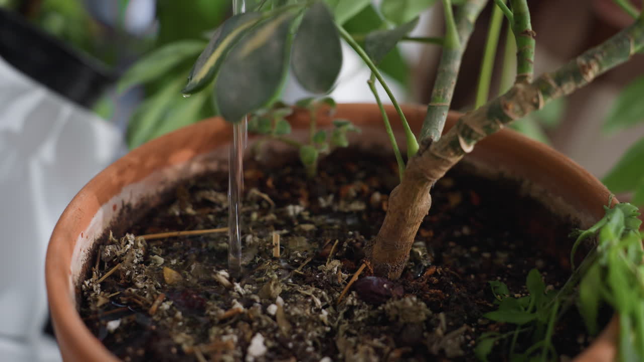 Refreshing water stream gently soaking rich soil in terracotta pot as vigorous green shoots receive nourishing hydration in serene indoor garden setting with leafy vines and earthy textures