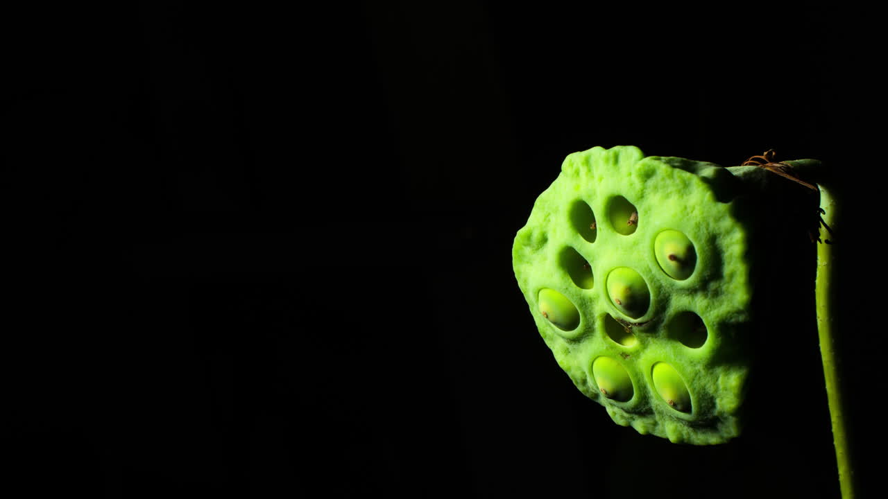 semilla de loto escucha madurar y expandir las vainas de semillas