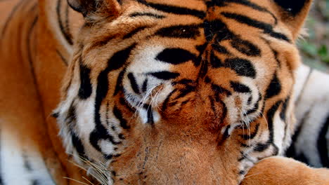 close up shot of resting tiger