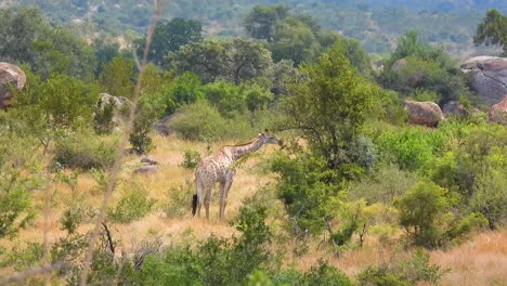 una jirafa come hojas en un bosque sudafricano