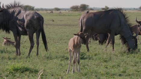 a young and adult wildebeest standing on the grass field in savanna, botswana - medium shot