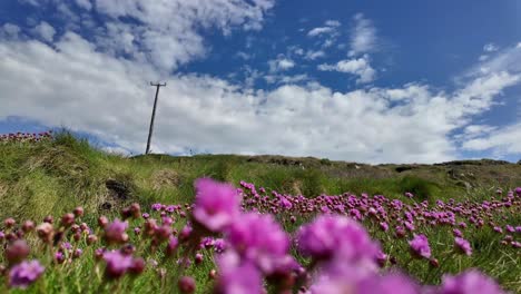 Wild-coastal-areas-with-pink-flowers-spread-in-grass