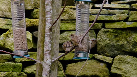 Kleine-Vögel,-Die-Einen-Vogelhäuschen-Verwenden,-Der-Samen-Durch-Steinmauer-Isst