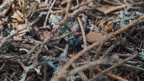 a manure beetle stands on pine thorns