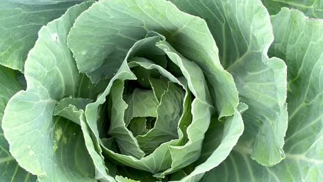 macro footage of fresh broccoli closeup view of green cabbage macro footage of fresh broccoli closeup view of green cabbage vegetarian healthy food product of organic farming