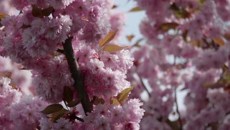 Church-flowers-in-spring-in-Switzerland