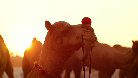 camels in slow motion at the pushkar fair, also called the pushkar camel fair or locally as kartik mela is an annual multi-day livestock fair and cultural held in the town of pushkar rajasthan, india.