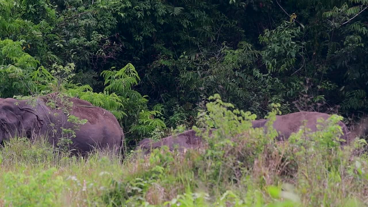 los elefantes asiáticos son especies en peligro de extinción y también son residentes de tailandia