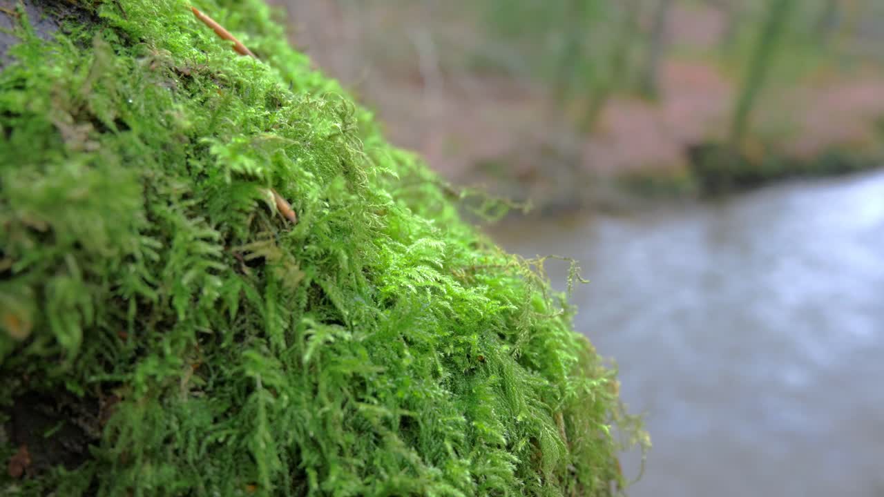 Primo piano di muschio verde brillante che cresce sulla corteccia di un albero nel bosco
