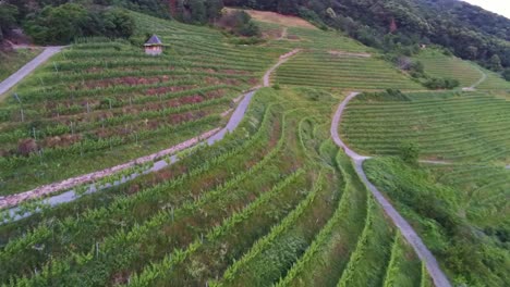 Flying-over-rows-of-grape-vine-field-in-Schriesheim-Germany-during-day