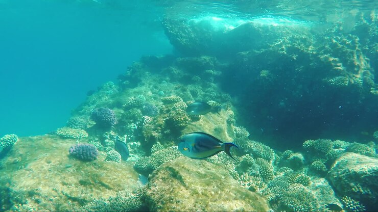 meeresbewohner der unterwasserwelt vor dem hintergrund von korallenriffen