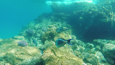 marine inhabitants of the underwater world against the background of coral reefs