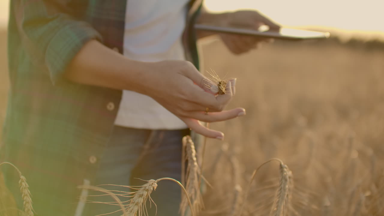모자와 카레드 셔츠를 입은 여성 농부는 의 과 씨을 만져보고 태블릿 컴퓨터에 데이터를 입력합니다.
