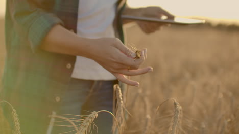 Una-Campesina-Con-Sombrero-Y-Camisa-A-Cuadros-Toca-Los-Brotes-Y-Las-Semillas-De-Centeno,-Examina-E-Ingresa-Datos-En-La-Tableta-Que-Se-Encuentra-En-El-Campo-Al-Atardecer.