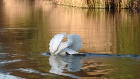 Cisne-Comiendo-En-El-Lago