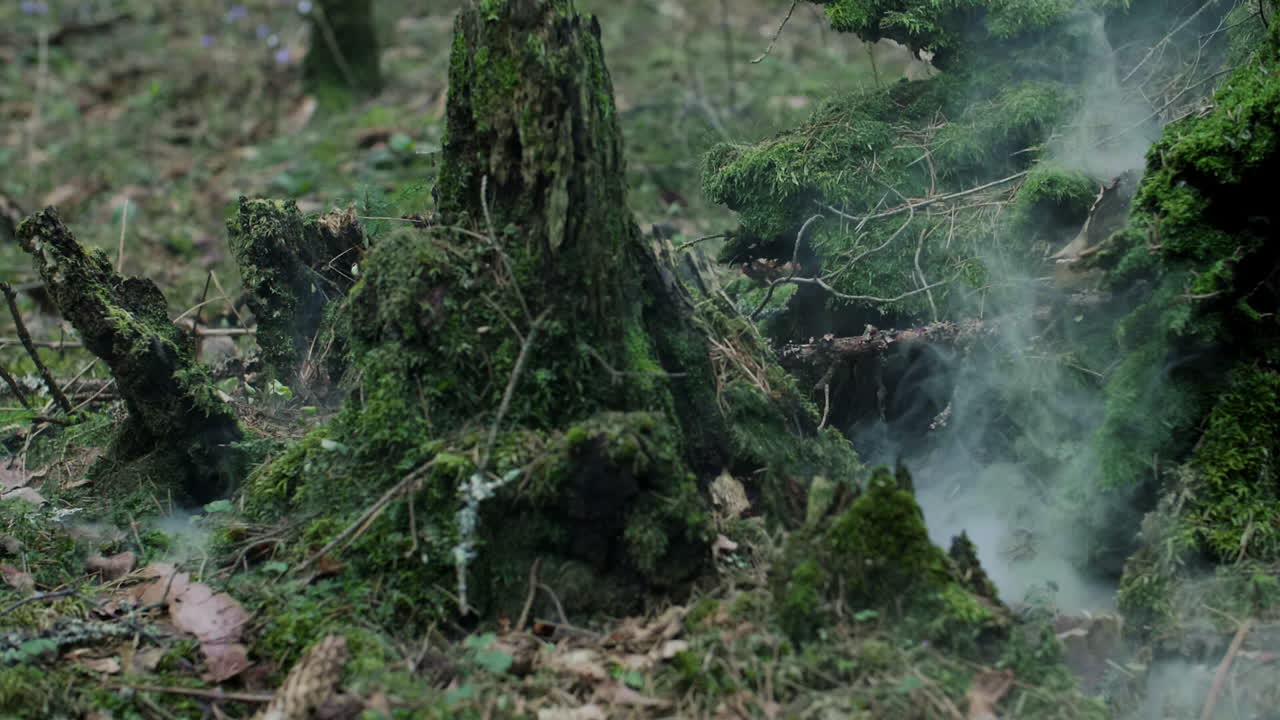 Smoke rising from under green moss among rotten stumps in dense forest