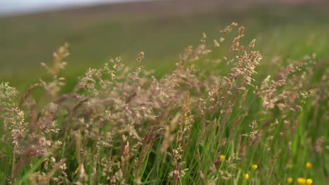 hierba y follaje de páramo que sopla en el viento