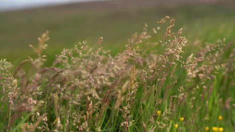 grass and moorland foliage blowing in the wind