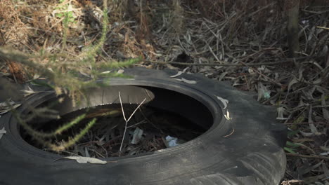 viejo neumático de tractor olvidado y desechado en medio del bosque de montaña - tiro medio