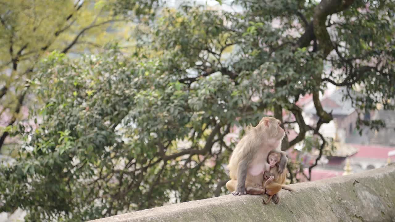 animales bebés disparados de monos urbanos, vida silvestre urbana disparado de monos bebés en katmandú en nepal en el templo de pashupatinath, vida salvaje urbana en la ciudad de katmandú de monos macaco rhesus