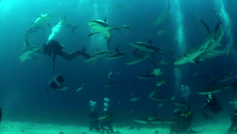 good footage of many sharks swimming around a diver underwater 1