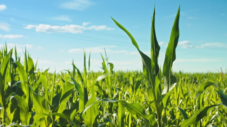 The beauty of nature - tall corn plants swaying in the wind on a sunny day under a clear blue sky