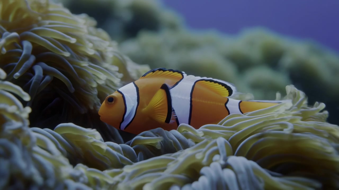 Primo piano: Pesce pagliaccio annidato in un anemone, strisce arancioni vivaci, tentacoli delicati, habitat di barriera corallina poco profonda, intimo.
