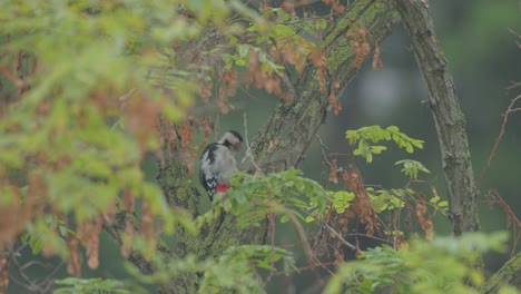 great spotted woodpecker bird in wild nature. selective focus shot