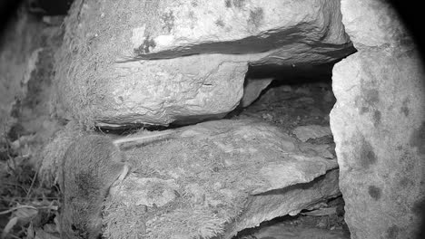 bank vole (clethrionomys glareolus) scratching its nose between the rocks of stone wall at night. saaremaa, estonia.