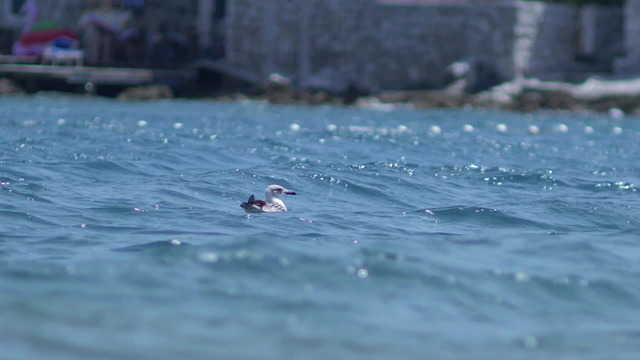 바다 위를 유유히 헤엄치는 갈매기