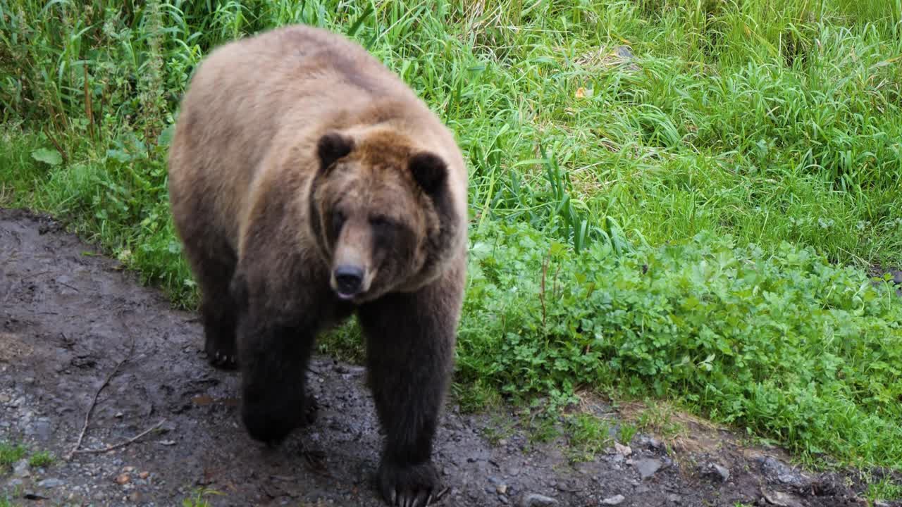 Orso bruno che si alza sulle zampe posteriori, Alaska.