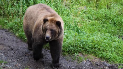 Braunbär-Erhebt-Sich-Auf-Seinen-Hinterbeinen,-Alaska