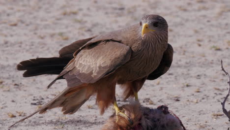 Yellow-Billed-Kite-Feeding-On-The-Dead-Slender-Mongoose-In-A-Natural-Reserve-In-Botswana---Closeup-Shot