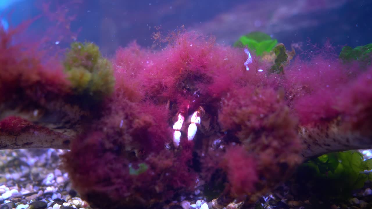 el cangrejo rey rojo, paralithodes camtschaticus