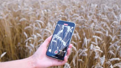 Recording wheat field with a smartphone