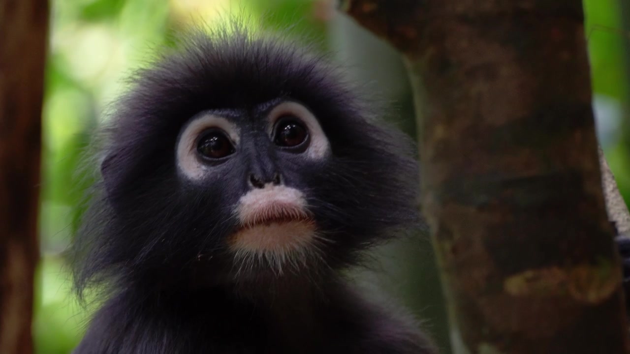 Filmato ravvicinato a mano libera in 4K di un Langur fosco con occhi espressivi che riposa nella giungla lussureggiante del Parco Nazionale di Khao Sok in Thailandia.