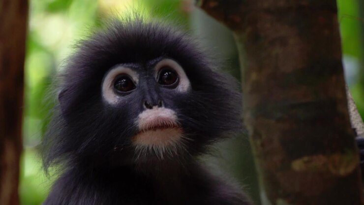 Filmato ravvicinato a mano libera in 4K di un Langur fosco con occhi espressivi che riposa nella giungla lussureggiante del Parco Nazionale di Khao Sok in Thailandia.