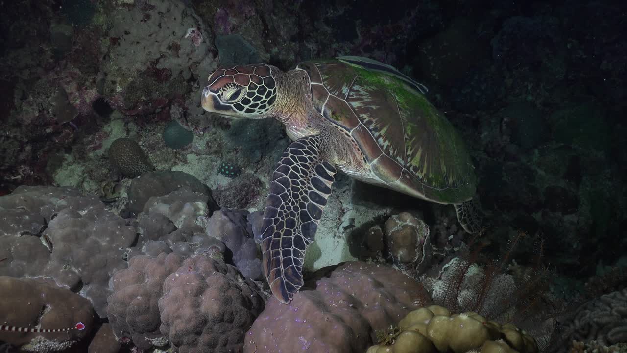 밤에 산호초에서 검은 바다로 이동하는 녹색 바다 거북