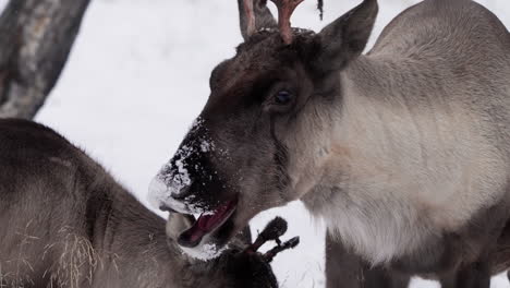 caribou in the snow