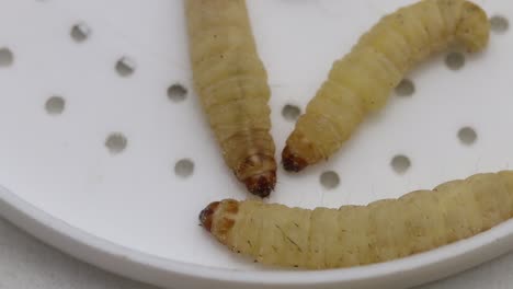 closeup of waxworms, the larvae of the wax moth