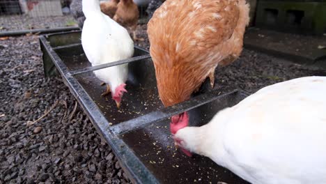 different coloured chickens frantically feeding on grain from feeder trough, close up of hens pecking at feed