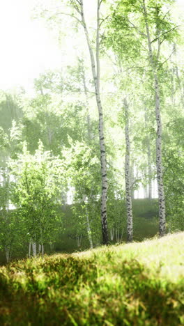 birch trees in a sunlit forest