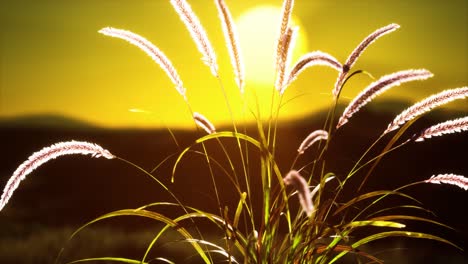 Wildblumen-Auf-Hügeln-Bei-Sonnenuntergang