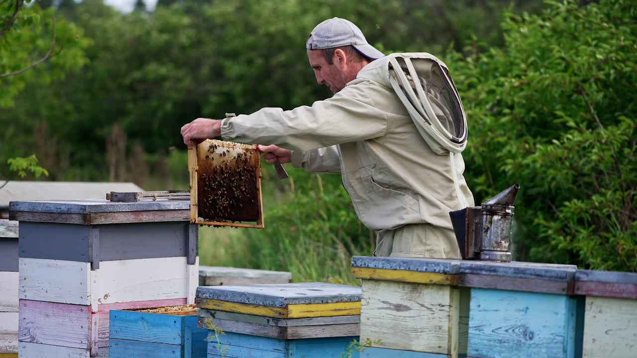 Adult beekeeper working at his bee farm with wooden hives. Apiculturist pulls the frame out of hive looking at it thoroughly.