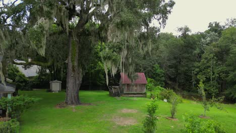 Old-oak-tree-with-Spanish-moss-in-Point-clear,-alabama