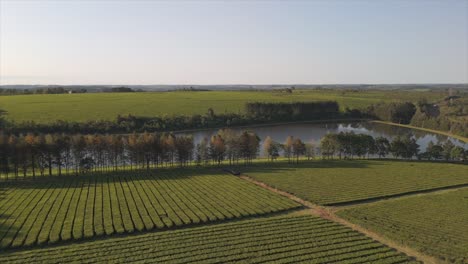 El-Dron-Captura-El-Esplendor-De-Una-Plantación-De-Té-Verde-Con-Un-Sereno-Lago-De-Fondo,-Resaltando-La-Tranquila-Belleza-Del-Cultivo-De-Camellia-Sinensis.