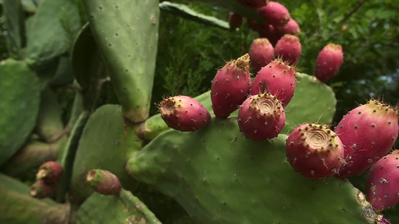 보라색 과일이 있는 녹색 가시 배 opuntia 선인장, 기울기 팬을 닫습니다.