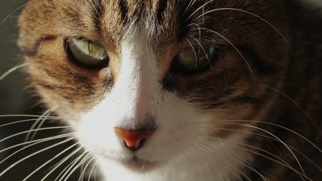 close-up of tricolor cat sitting and looking . kitty with yellow eyes. pet at home