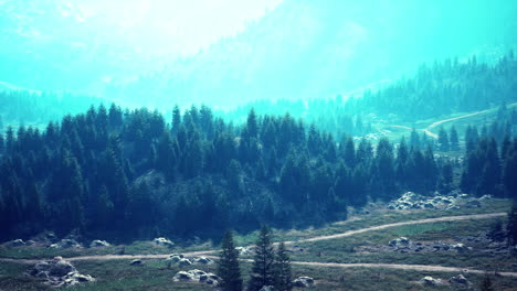 aerial top view of summer green trees in forest in swiss alps